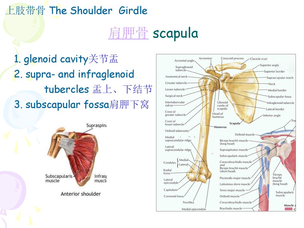 scapularspine图片